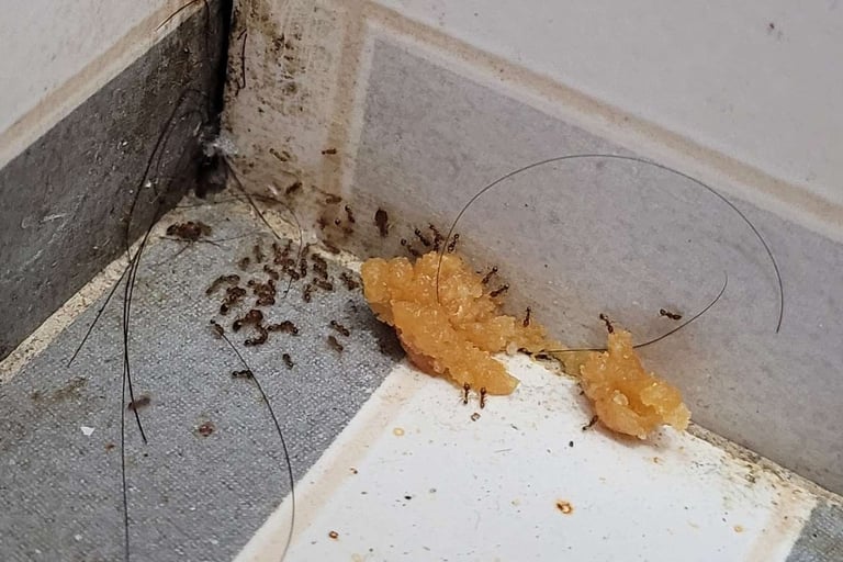 ant feeding on boric acid bait