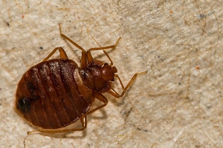 a female bed bug