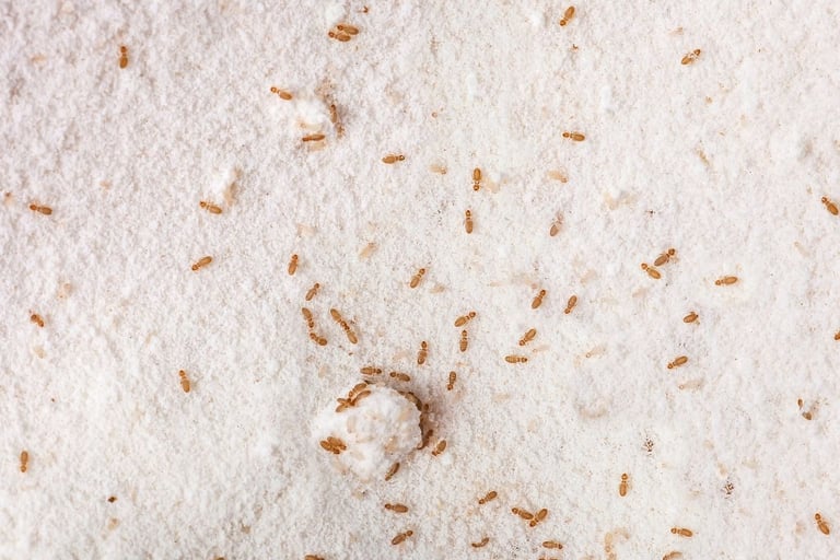 booklice infesting flour