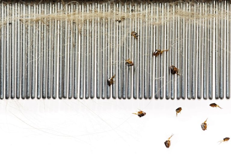 fleas collected on anti-flea comb