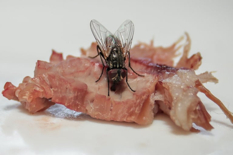 a fly feeding on meat