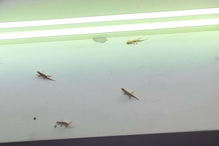 geckos gathering near a lamp
