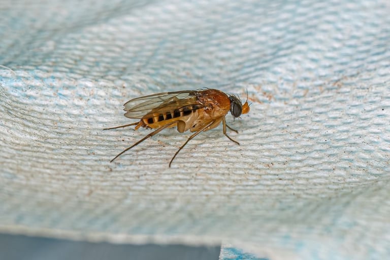 phorid fly