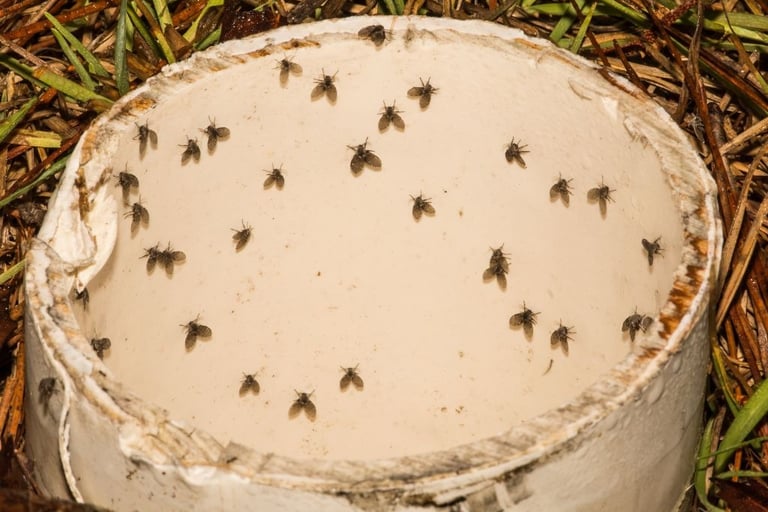 a group of resting moth flies