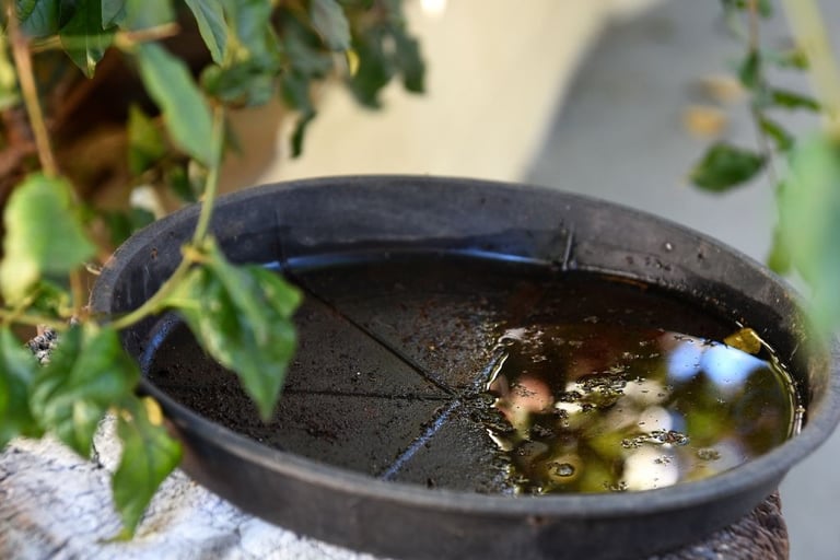 a flower plate with stagnant water