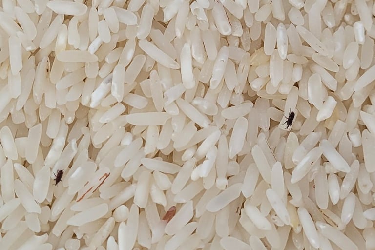 rice weevils infesting white rice