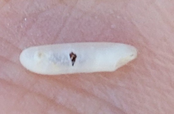 a rice weevil developing in rice kernel