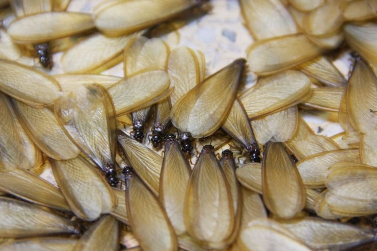 termite alates aka flying white ants