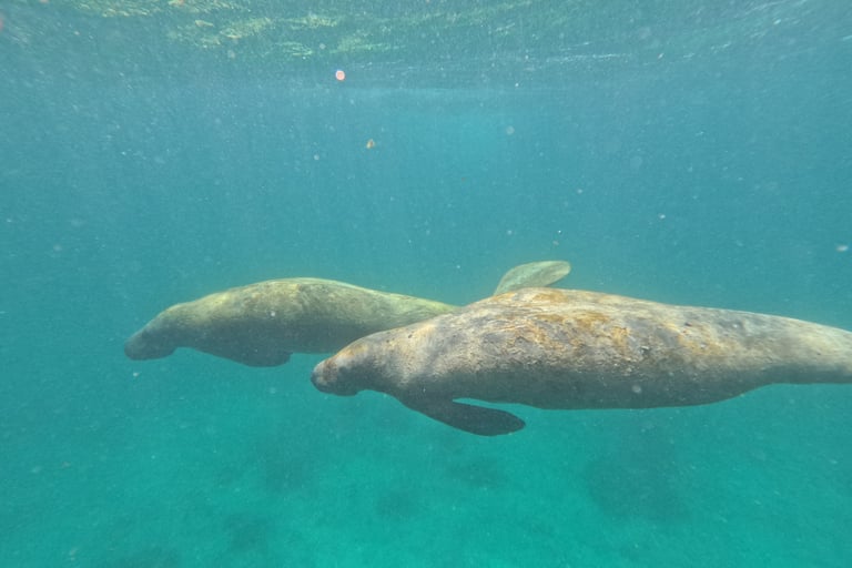 Lamantini nella Hol Chan Marine Reserve