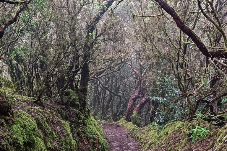 Parco Naturale di Anaga, a Tenerife