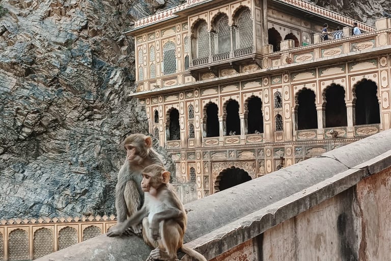 Tempio delle scimmie a Jaipur