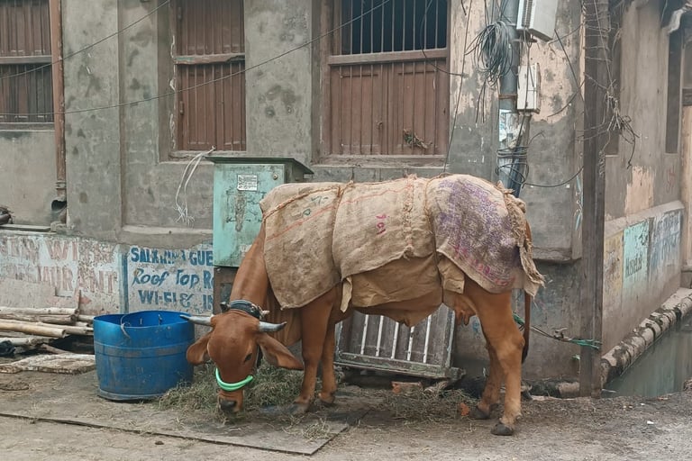 Mucca a Pushkar