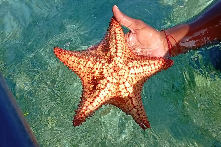 stelle marine a San Andres