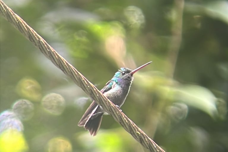 Colibrì avvistato in Costa Rica