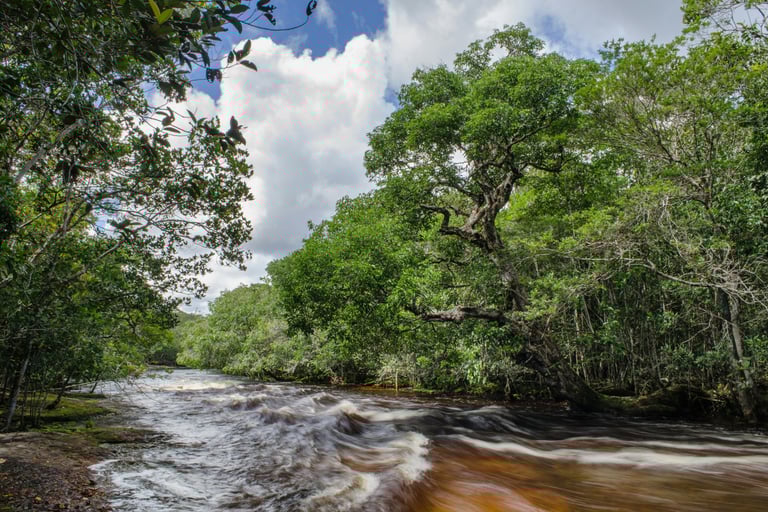 Cosa fare e vedere a Manaus