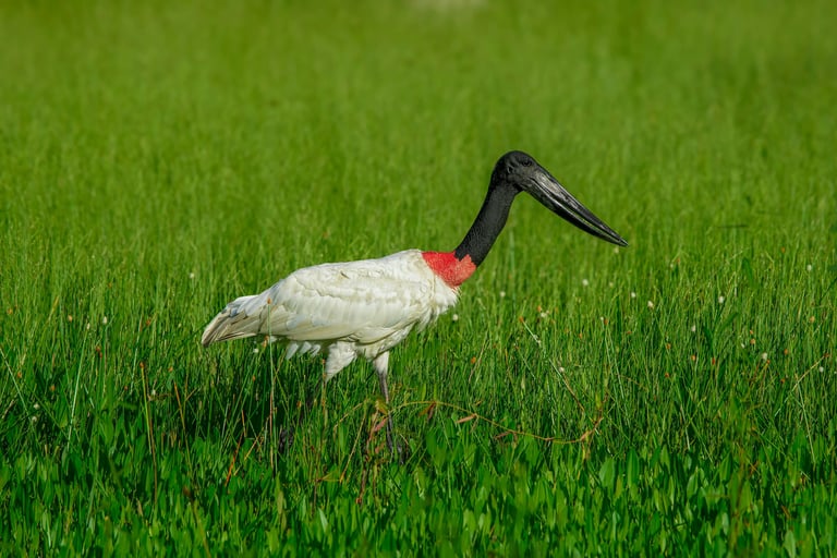 Cosa fare e vedere a Pantanal