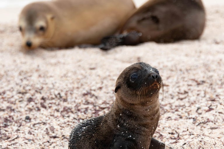 foche alle isole Galapagos - cosa fare alle Galapagos