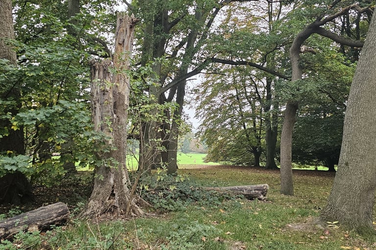 showing a large decaying tree in an open area