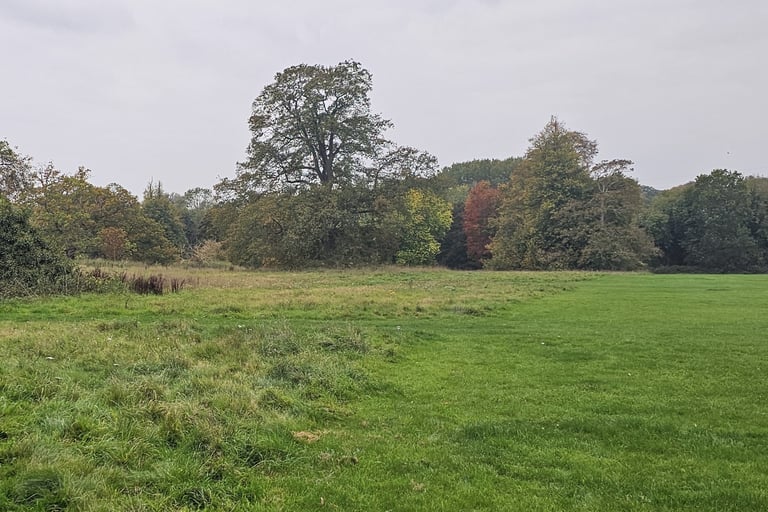 showing a green open area with mature trees in the background