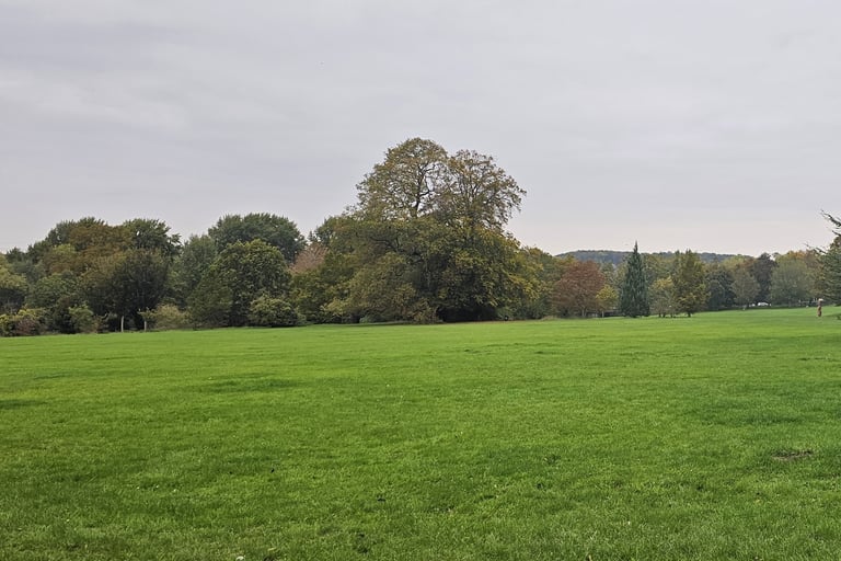 showing an open green area with trees in the background sloaping to the left