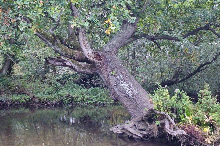 Large oak tree falling over a river. Roots showing.
