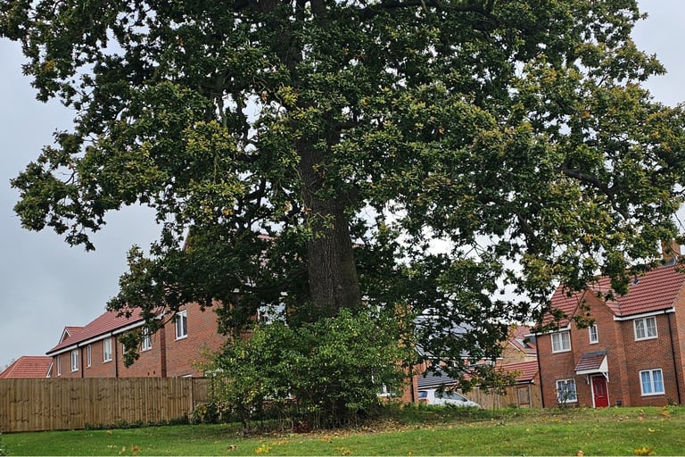 large oak tree within a new development