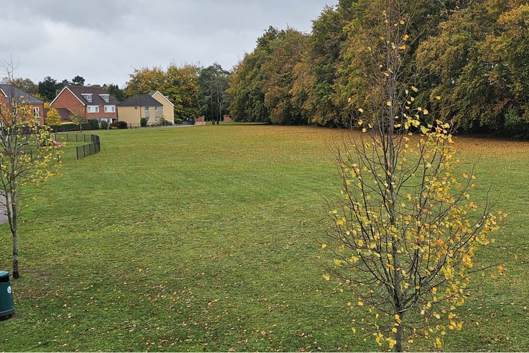 a tree in a grassy field with a tree in the background