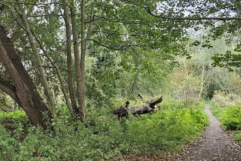 showing a fallen treee next to a footpath