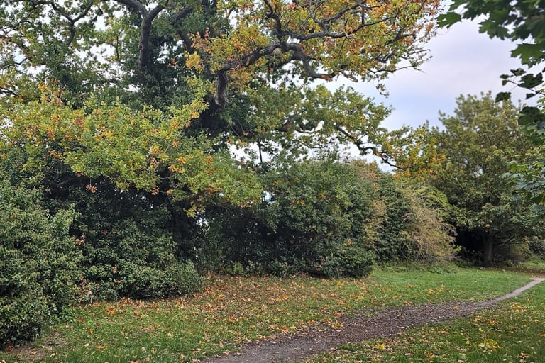 showing a large oak tree next to a desire line