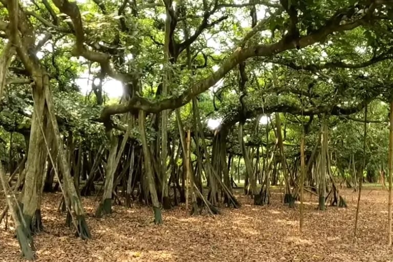 Botanical Garden, Kolkata