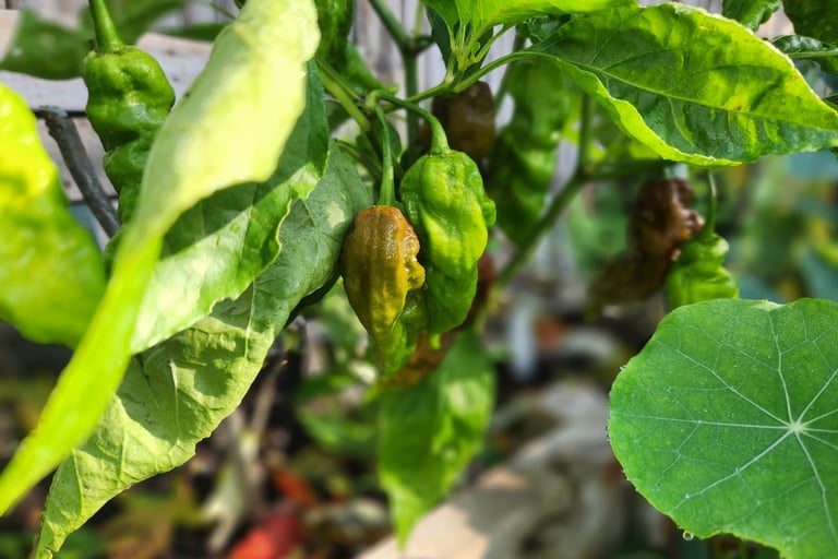 Chocolate ghost chilis growing