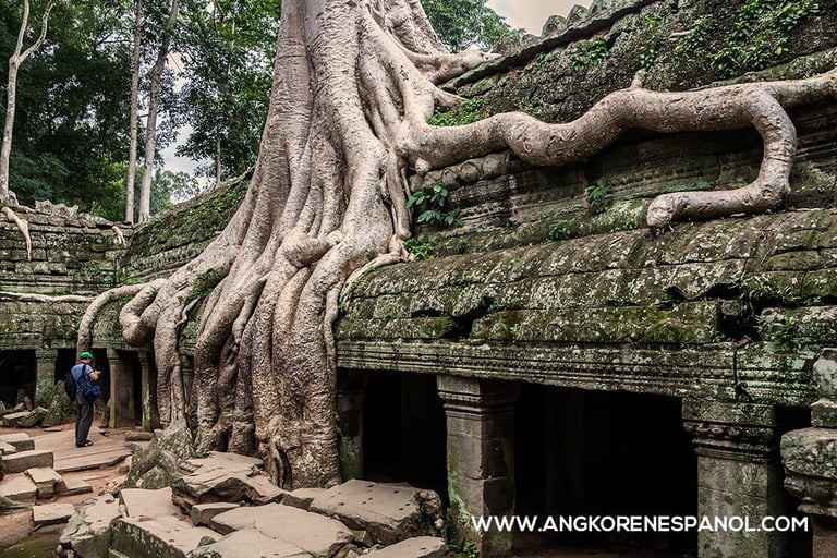 Templo de Ta Prohm. Guías de Angkor en Español
