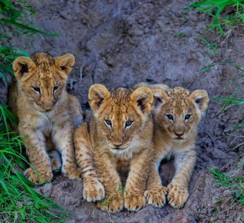 a group of three young lions sitting on a dirt ground