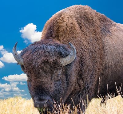 a bison bison bison bison bison bison bison bison bison bison bison bison bison bison bison
