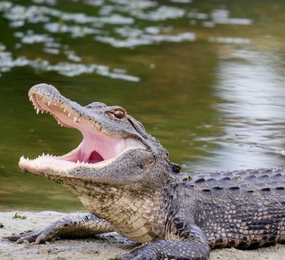 a crocodile - like alligator - like alligator - like alligator - like alligator - like