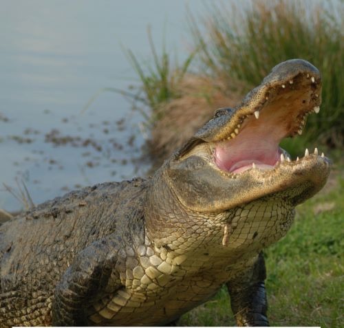 a crocodile - like animal with its mouth open and its mouth open