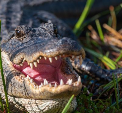 a close up of a crocodile - like animal with its mouth open