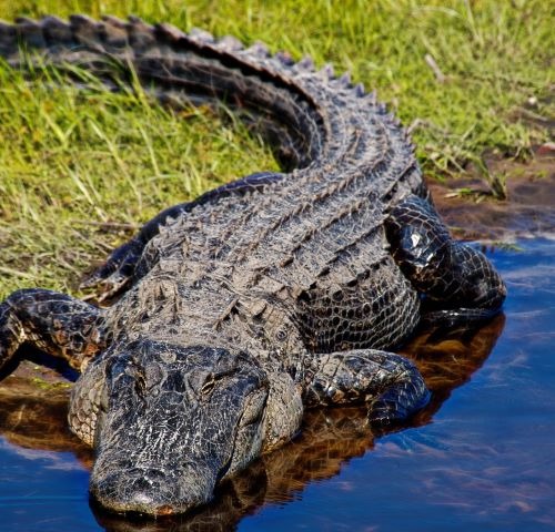 alligator in a swamp environment