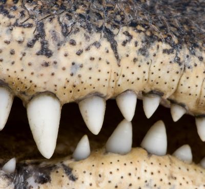 a close up of a crocodile's mouth with a large mouth