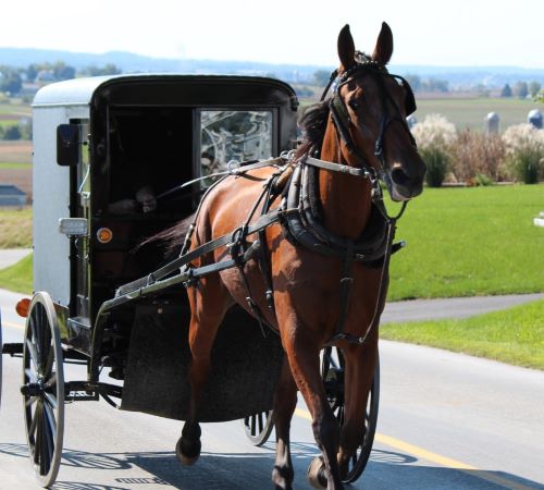 amish - a horse drawn carriage with a man in a carriage