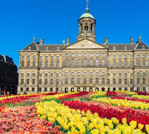 Royal Palace Amsterdam on Dam Square fronted by a colorful garden of red and yellow tulips.