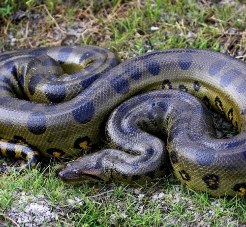 a large green snake snake snake snake snake snake snake snake snake snake snake snake snake