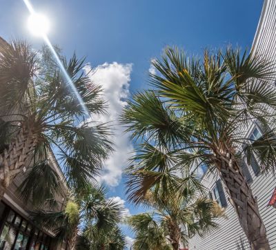 Beaufort - a street with palm trees and a blue sky