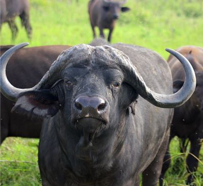 a buffalo buffalo bull bull cattle in a field