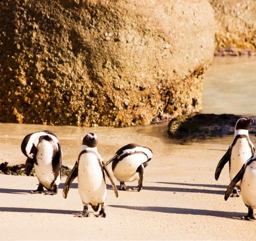 a group of penguins walking along a sandy beach