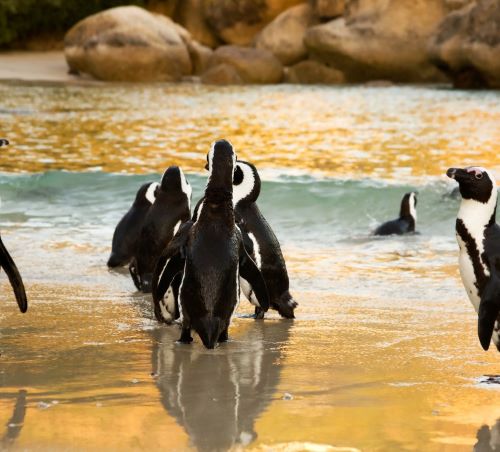 a group of penguins standing on top of a sandy beach
