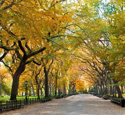 Central Park in New York