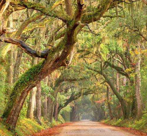 a dirt road with trees and leaves on the ground  in charlestond