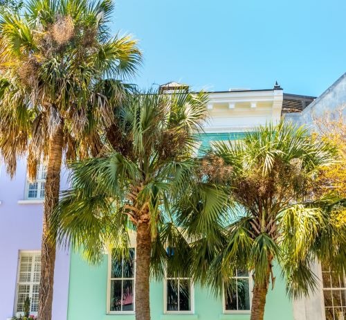 a row of palm trees in front of a row of houses in charleston