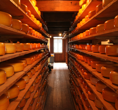 Rows of artisanal Gouda cheese wheels aging on wooden shelves in a traditional Dutch cellar.